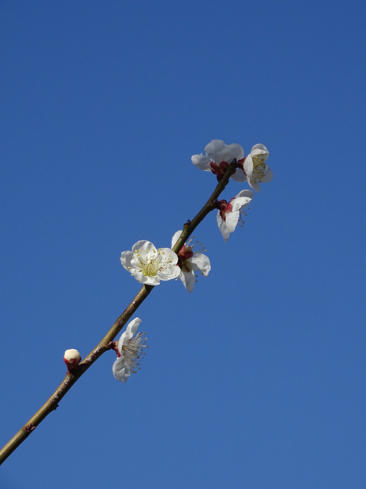 Tiny Flower Bracelet ∙ Daylight