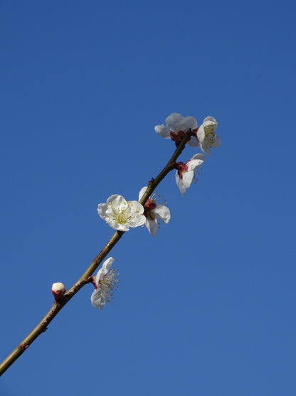 Tiny Flower Bracelet ∙ Daylight