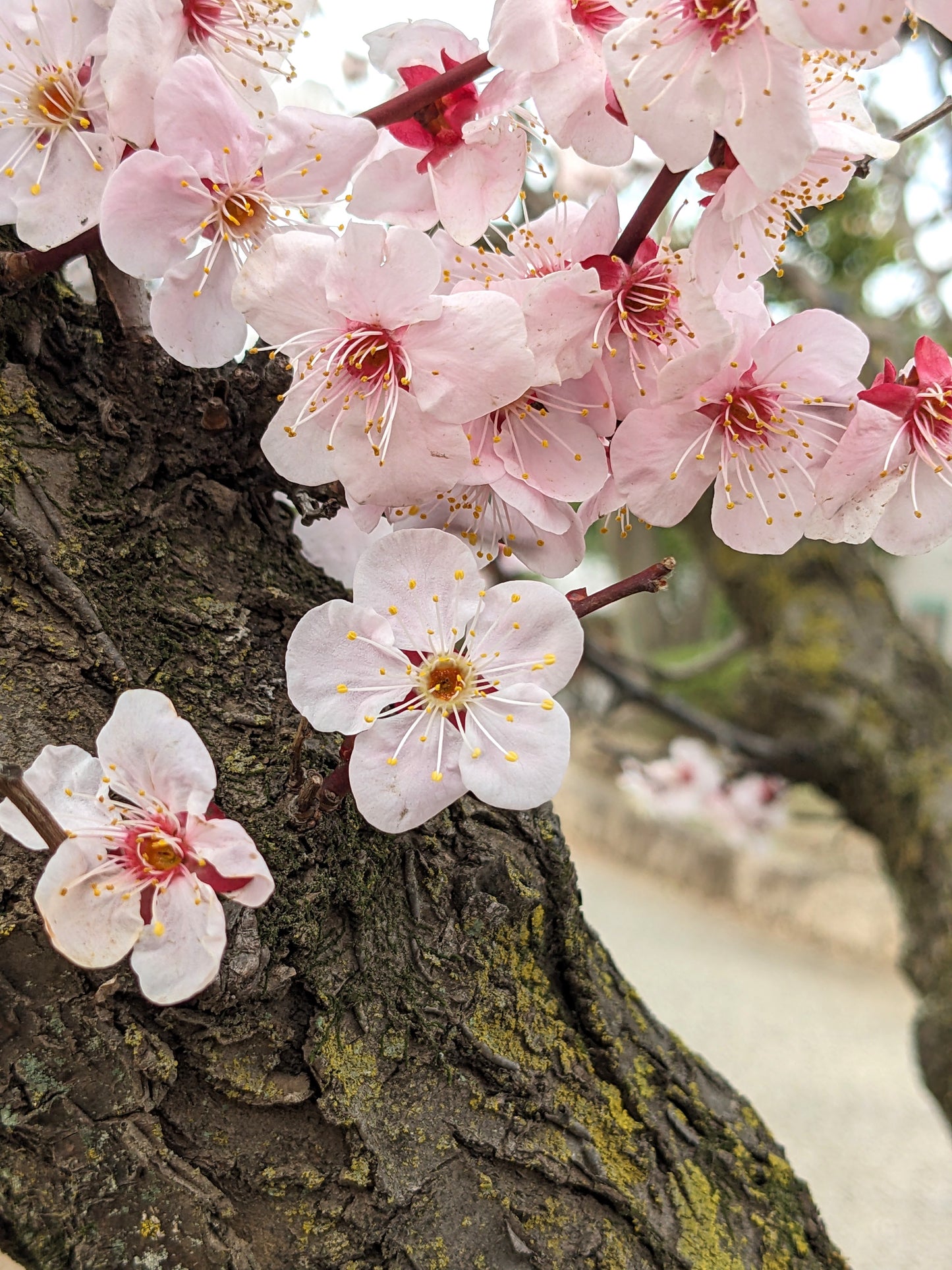 Tiny Flower Earrings ∙ Cherry Blossom
