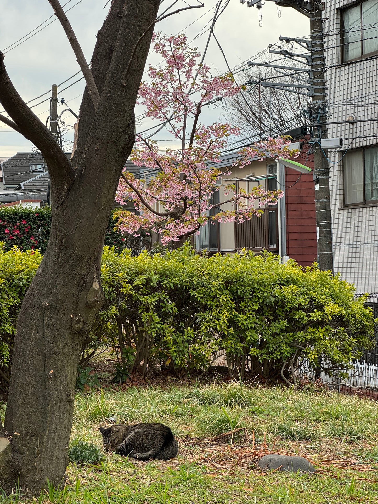 Plum Blossom Cat